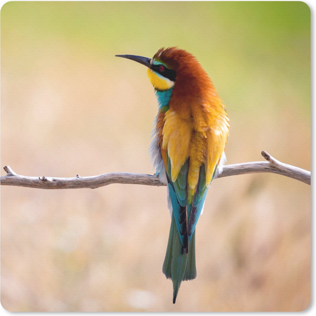 Muismat 20x20 cm - Mousepad Vogels - Bijeneter - Dieren - Muismatten