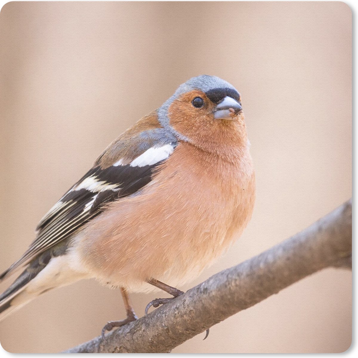Muismat 30x30 cm - Mousepad Vogel - Dieren - Vink - Muismatten