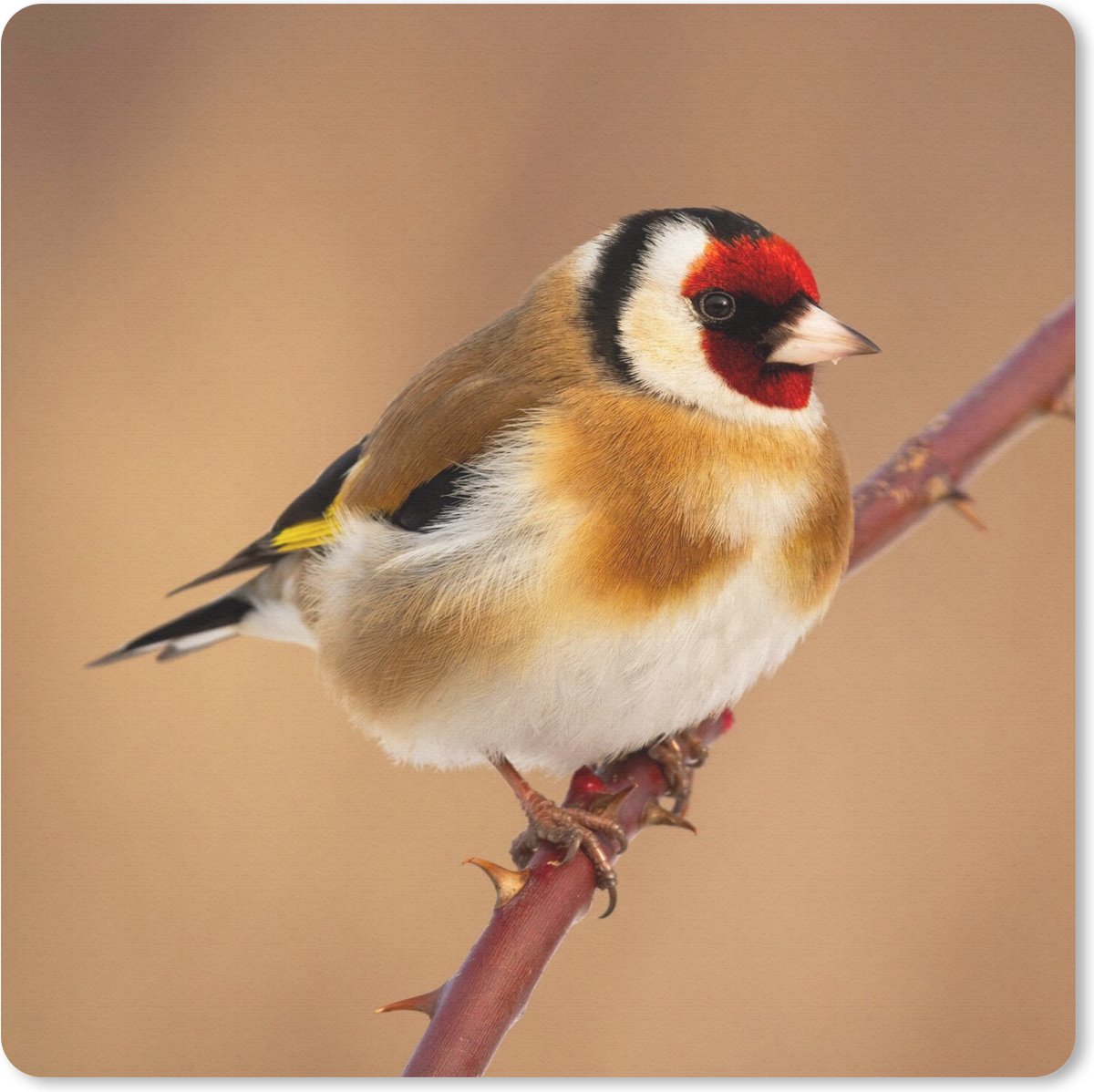 Muismat 20x20 cm - Mousepad Putter - Vogel - Dieren - Muismatten