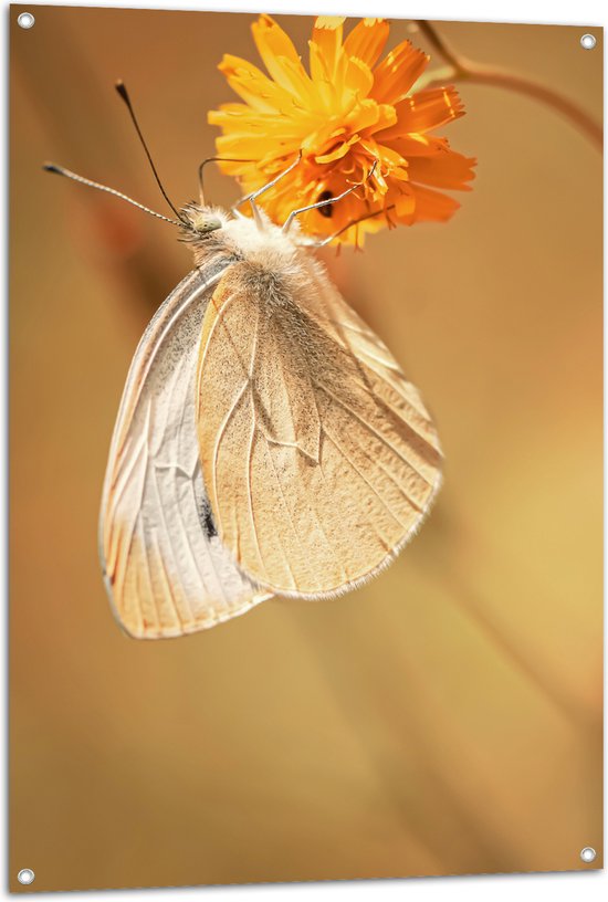 WallClassics - Tuinposter – Witte Vlinder op Oranje Bloem - 80x120 cm Foto op Tuinposter  (wanddecoratie voor buiten en binnen)