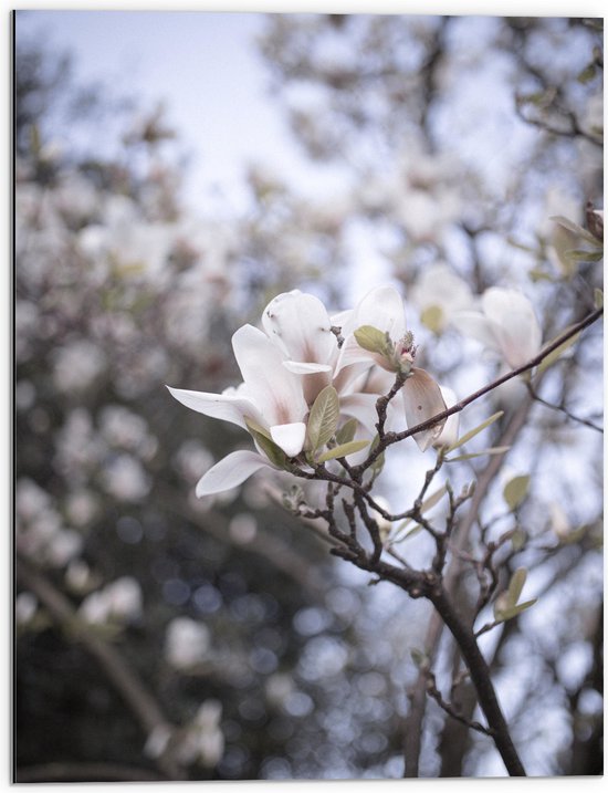 WallClassics - Dibond - Bloem Witte solitaire sur branche - 60x80 cm Photo sur aluminium ( Décoration murale en métal)