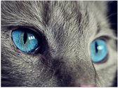WallClassics - Poster (Matte) - Chat Gris aux Yeux Bleus - 40x30 cm Photo sur Papier Poster avec un aspect Mat