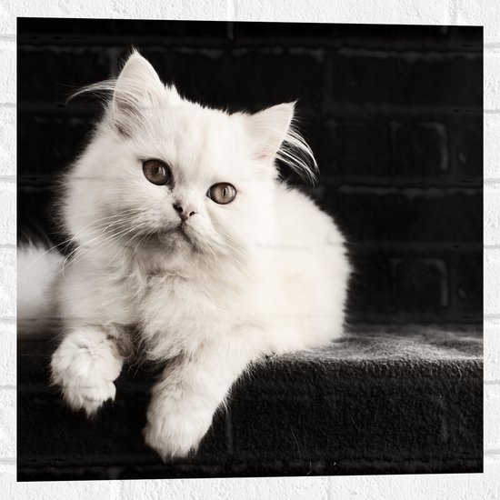 WallClassics - Muursticker - Chat Witte avec fond noir - 50x50 cm Photo sur Muursticker