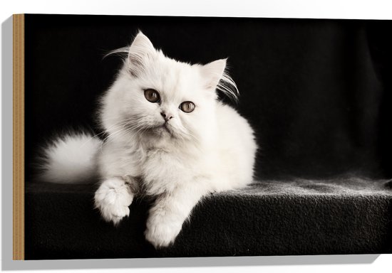 WallClassics - Hout - Witte Poes met Zwarte Achtergrond - 60x40 cm - 12 mm dik - Foto op Hout (Met Ophangsysteem)