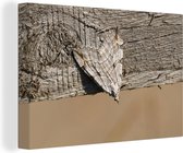 Un papillon de nuit avec un motif camouflé sur toile 30x20 cm - petit - Tirage photo sur toile (Décoration murale salon / chambre)