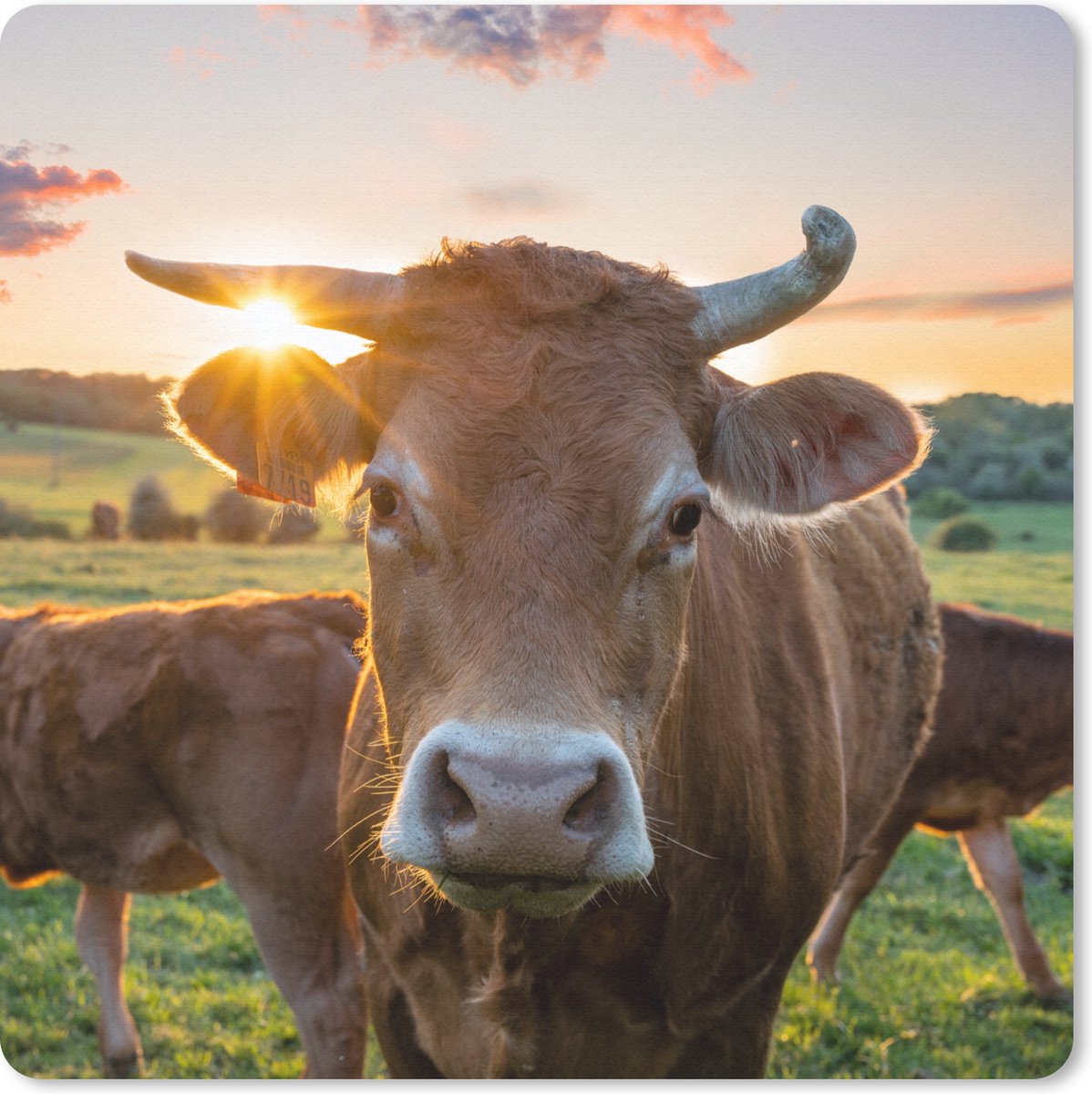 Muismat 20x20 cm - Mousepad Koeien - Zon - Weiland - Platteland - Muismatten