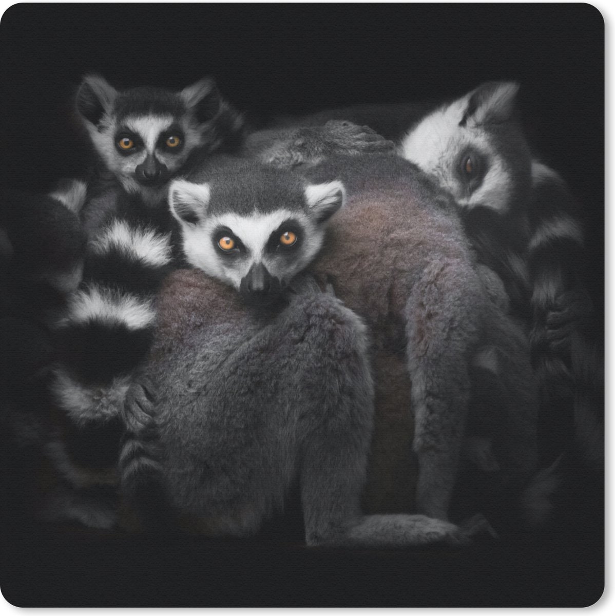 Muismat 20x20 cm - Mousepad Dieren - Maki - Zwart - Wit - Portret - Muismatten