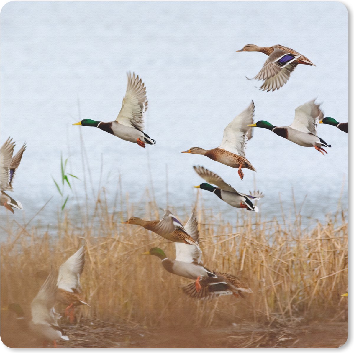 Muismat 30x30 cm - Mousepad Eend - Vogel - Riet - Water - Eenden - Muismatten
