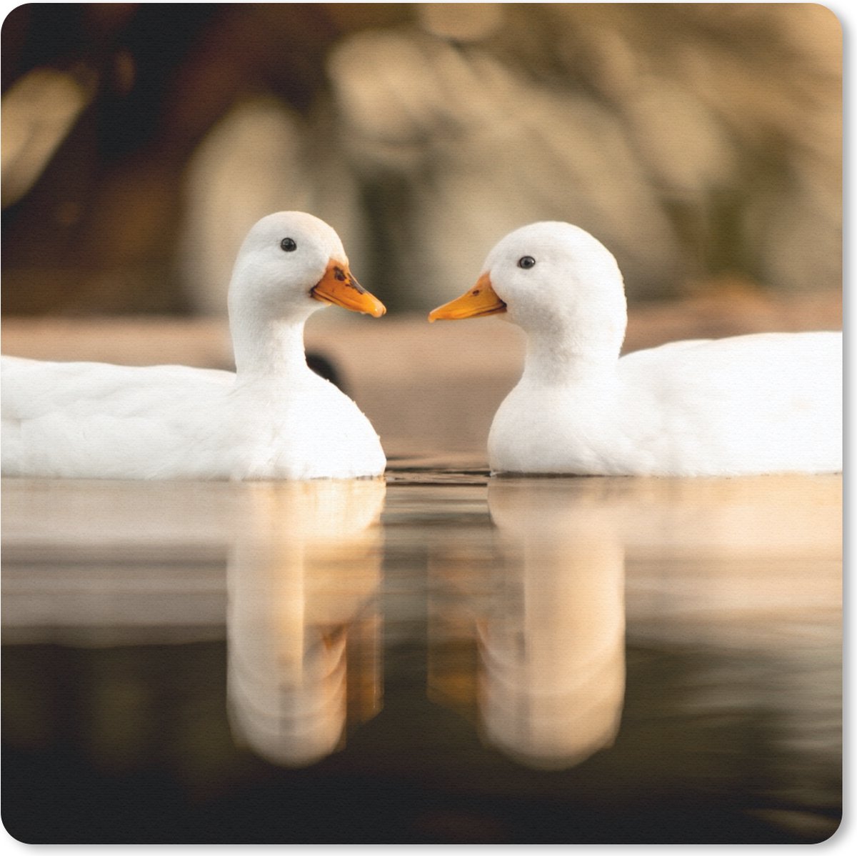 Muismat 30x30 cm - Mousepad Eend - Wit - Dieren - Water - Vogel - Eenden - Muismatten