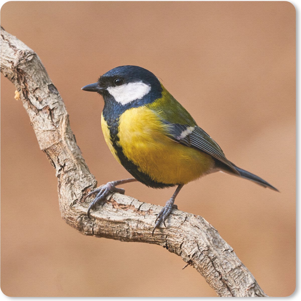 Muismat 20x20 cm - Mousepad Vogel - Koolmees - Takken - Muismatten