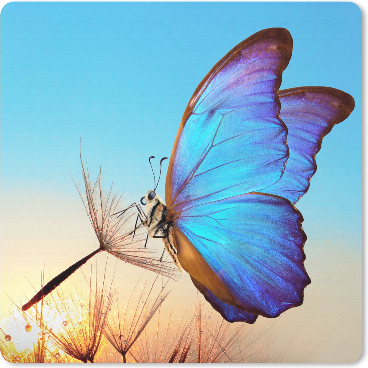 Muismat 20x20 cm - Mousepad Vlinder - Paardebloem - Blauw - Muismatten