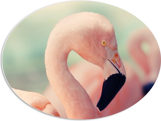 WallClassics - PVC Schuimplaat Ovaal - Hoofd van een Roze Flamingo - 68x51 cm Foto op Ovaal  (Met Ophangsysteem)