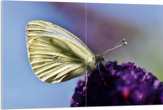 WallClassics - Acrylglas - Witte Vlinder op Paarse Bloem - 120x80 cm Foto op Acrylglas (Wanddecoratie op Acrylaat)