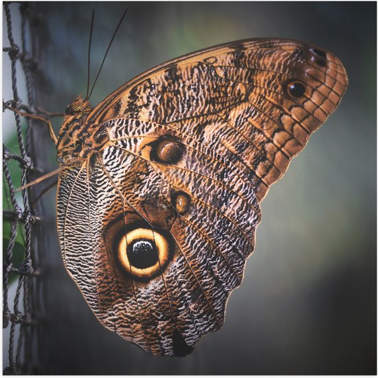 WallClassics - Poster (Matte) - Papillon Marron sur la Clôture - 80x80 cm Photo sur Papier Poster avec un aspect Mat