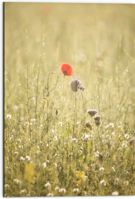 WallClassics - Dibond - Rood Bloempje tussen Grassen - 50x75 cm Foto op Aluminium (Met Ophangsysteem)