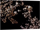 WallClassics - Acrylglas - Roze Bloesembloemetjes aan Tak in de Nacht - 100x75 cm Foto op Acrylglas (Wanddecoratie op Acrylaat)