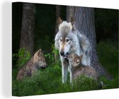 Loup gris avec ses deux chiots 90x60 cm - Tirage photo sur toile (Décoration murale salon / chambre) / Peintures sur toile animaux sauvages