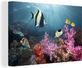 Toile corail colorée 80x60 cm - Tirage photo sur toile (Décoration murale salon / chambre)