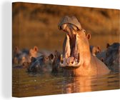 Canvas Schilderij Nijlpaarden - Water - 120x80 cm - Wanddecoratie