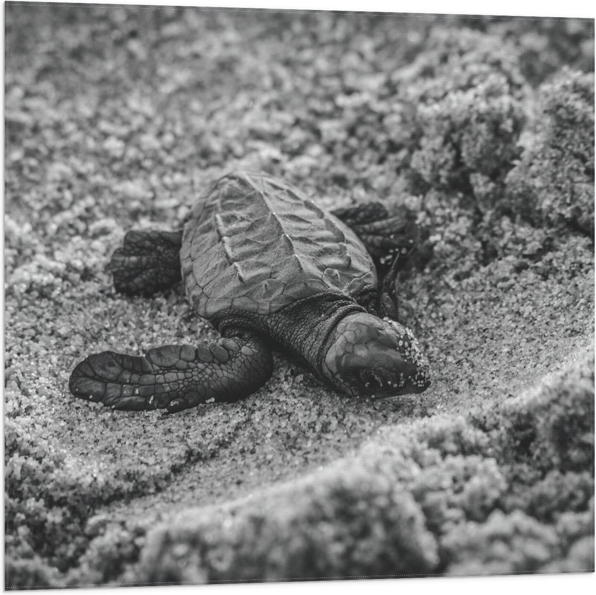 Vlag - Baby Schildpad op het Strand Zwart - Wit - 80x80 cm Foto op Polyester Vlag