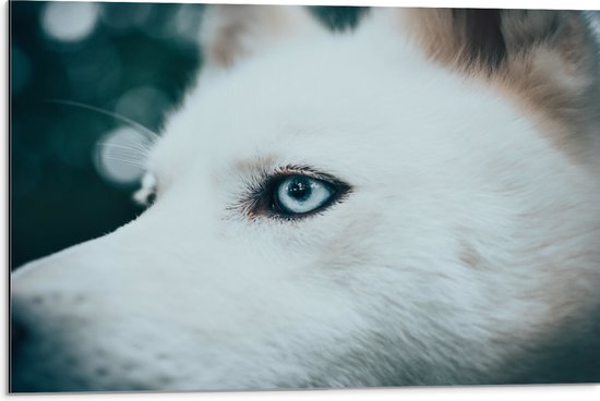 WallClassics - Dibond - Blauw Oog van een Witte Wolf - 75x50 cm Foto op Aluminium (Met Ophangsysteem)