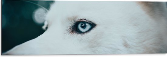 WallClassics - Dibond - Blauw Oog van een Witte Wolf - 90x30 cm Foto op Aluminium (Met Ophangsysteem)