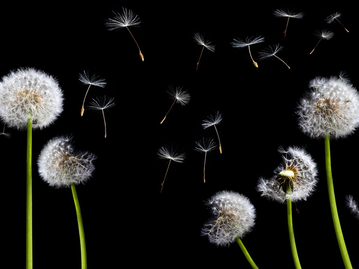 Fotobehang - Paardebloemen in de wind.