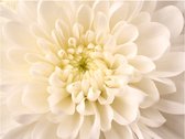 Fotobehang - Witte dahlia.