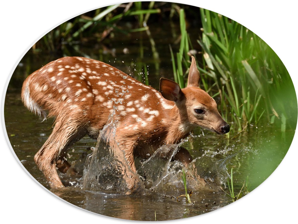 PVC Schuimplaat Ovaal - Baby Hertje Speelt in het Water - 40x30 cm Foto op Ovaal (Met Ophangsysteem)