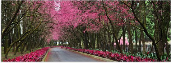 WallClassics - Poster Glanzend – Roze Bomen over de Weg - 90x30 cm Foto op Posterpapier met Glanzende Afwerking