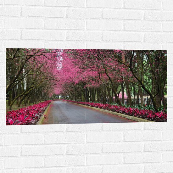 WallClassics - Muursticker - Roze Bomen over de Weg - 100x50 cm Foto op Muursticker