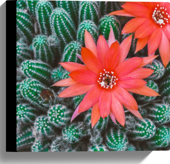 WallClassics - Canvas  - Rode Bloemen op Cactusjes - 30x30 cm Foto op Canvas Schilderij (Wanddecoratie op Canvas)