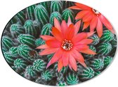 WallClassics - Dibond Ovaal - Rode Bloemen op Cactusjes - 40x30 cm Foto op Ovaal (Met Ophangsysteem)
