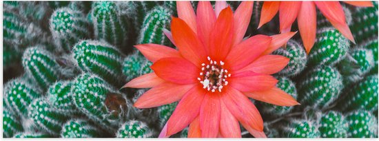 WallClassics - Poster (Mat) - Rode Bloemen op Cactusjes - 90x30 cm Foto op Posterpapier met een Matte look