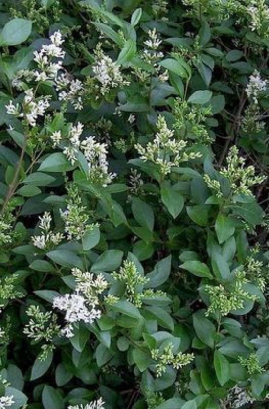 10 x Ligustrum ovalifolium - Grootbladige liguster, haagliguster 40 ...