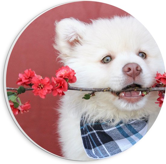 WallClassics - PVC Schuimplaat Muurcirkel - Witte Hond met Bloementak - 20x20 cm Foto op Muurcirkel (met ophangsysteem)