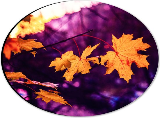WallClassics - Dibond Ovaal - Oranje Herfstbladeren met Paarse Achtergrond - 28x21 cm Foto op Ovaal (Met Ophangsysteem)