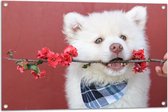WallClassics - Tuinposter – Witte Hond met Bloementak - 90x60 cm Foto op Tuinposter  (wanddecoratie voor buiten en binnen)