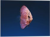 WallClassics - Vlag - Wit Oranje Discus Vis - 40x30 cm Foto op Polyester Vlag