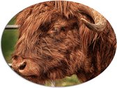 WallClassics - Dibond Ovaal - Bruine Stier Buiten - 96x72 cm Foto op Ovaal (Met Ophangsysteem)