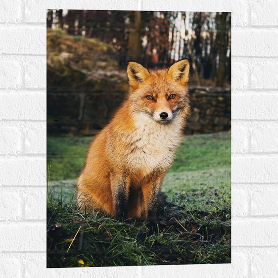 WallClassics - Muursticker - Vos in het Bos - 40x60 cm Foto op Muursticker