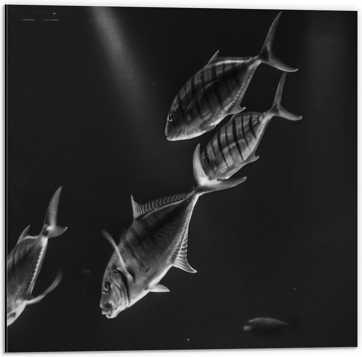 Dibond - Vissen in het Aquarium Zwart - Wit - 50x50 cm Foto op Aluminium (Wanddecoratie van metaal)