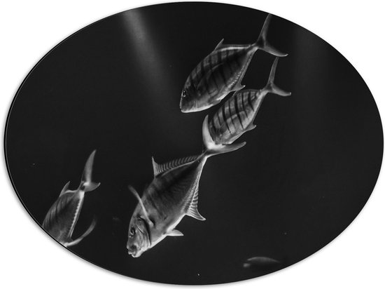 WallClassics - Dibond Ovaal - Vissen in het Aquarium Zwart - Wit - 56x42 cm Foto op Ovaal (Met Ophangsysteem)