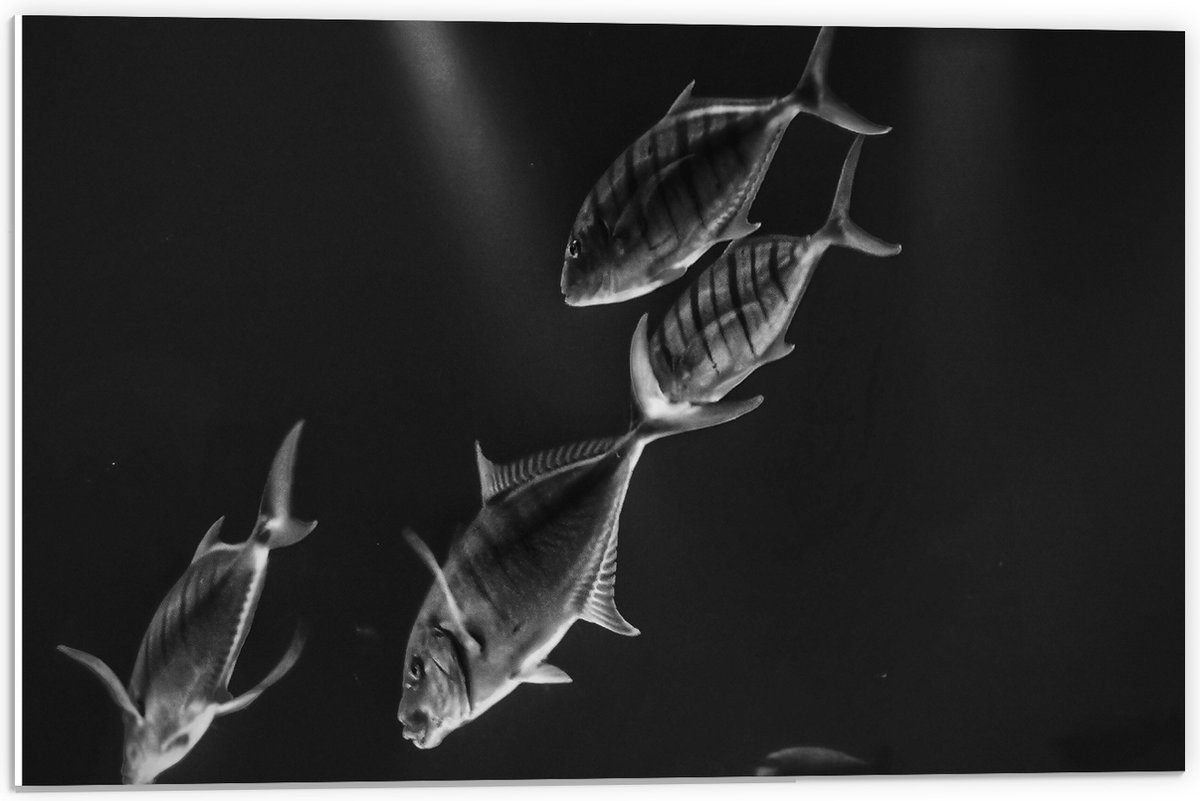 PVC Schuimplaat - Vissen in het Aquarium Zwart - Wit - 60x40 cm Foto op PVC Schuimplaat (Met Ophangsysteem)
