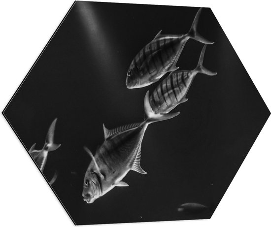 WallClassics - Dibond Hexagon - Vissen in het Aquarium Zwart - Wit - 70x60.9 cm Foto op Hexagon (Met Ophangsysteem)