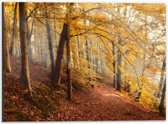 WallClassics - Dibond - Zonnestralen tussen Herfstbos - 40x30 cm Foto op Aluminium (Wanddecoratie van metaal)