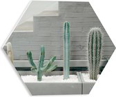 WallClassics - PVC Schuimplaat Hexagon  - Cactus Plantenbak - 30x26.1 cm Foto op Hexagon (Met Ophangsysteem)