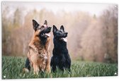 WallClassics - Tuinposter – Twee Herders Honden in het Gras - 120x80 cm Foto op Tuinposter  (wanddecoratie voor buiten en binnen)