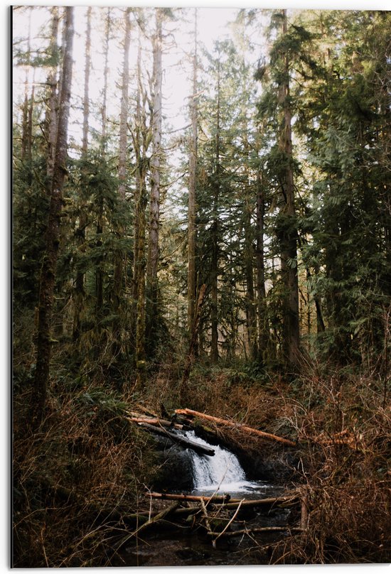 WallClassics - Dibond - Kleine Natuur Waterval in het Bos - 50x75 cm Foto op Aluminium (Wanddecoratie van metaal)