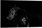 WallClassics - Acrylglas - Zwarte Hond met Donkere Achtergrond - 90x60 cm Foto op Acrylglas (Wanddecoratie op Acrylaat)